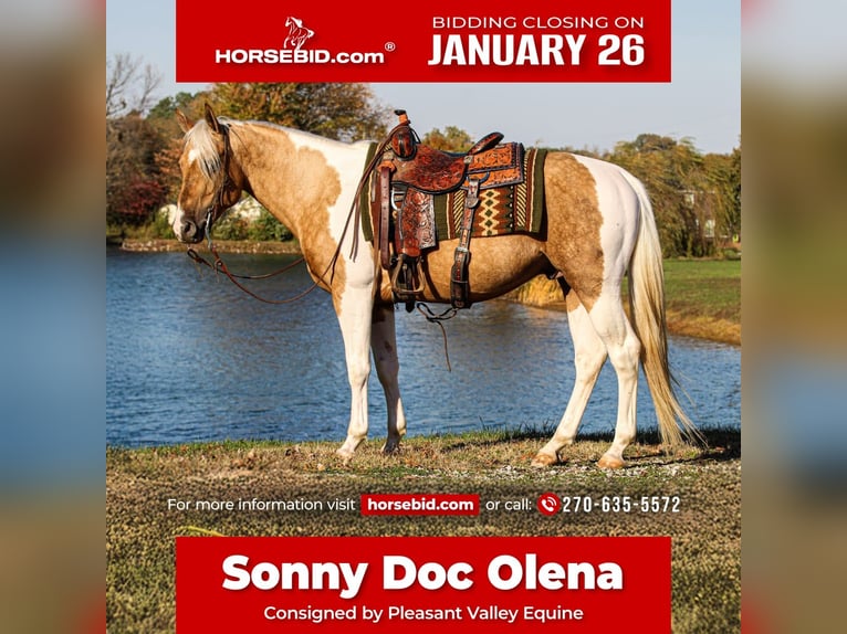 American Paint Horse Hengst 6 Jaar 155 cm Tobiano-alle-kleuren in Robards, KY