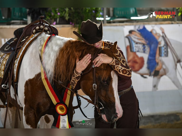 American Paint Horse Hengst 6 Jaar 158 cm Tobiano-alle-kleuren in WerlteLahn