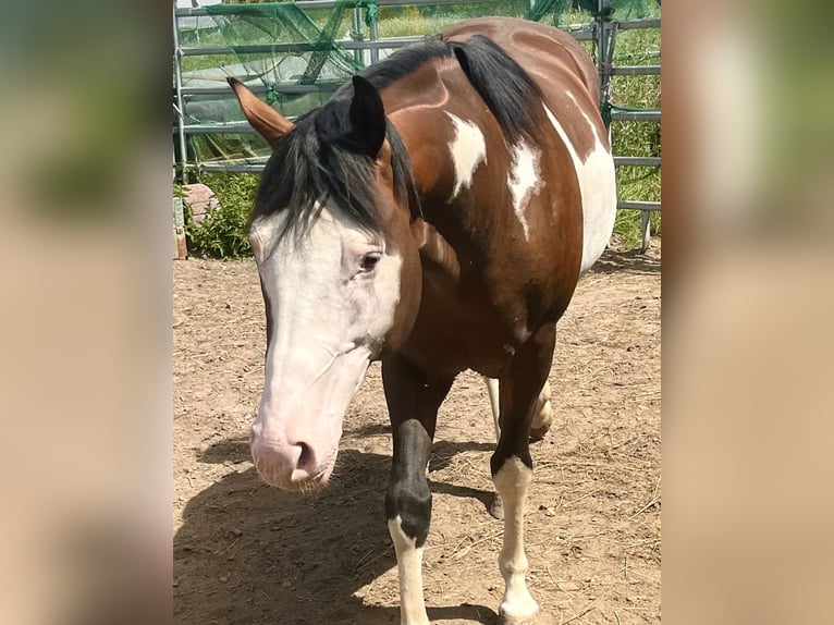 American Paint Horse Hengst 6 Jahre 149 cm Overo-alle-Farben in N&#xFC;rnbergN&#xFC;rnberg