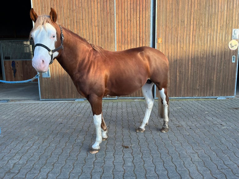 American Paint Horse Hengst 6 Jahre 157 cm Overo-alle-Farben in Buggingen