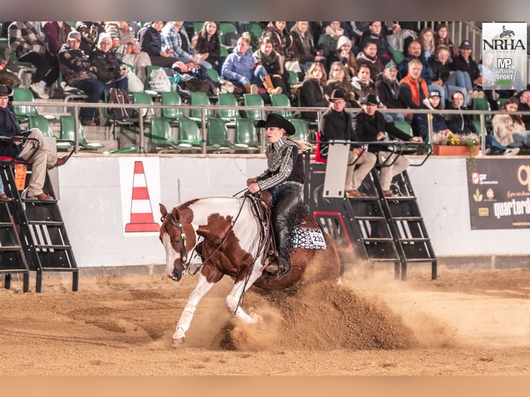 American Paint Horse Hengst 6 Jahre 158 cm Tobiano-alle-Farben in WerlteLahn