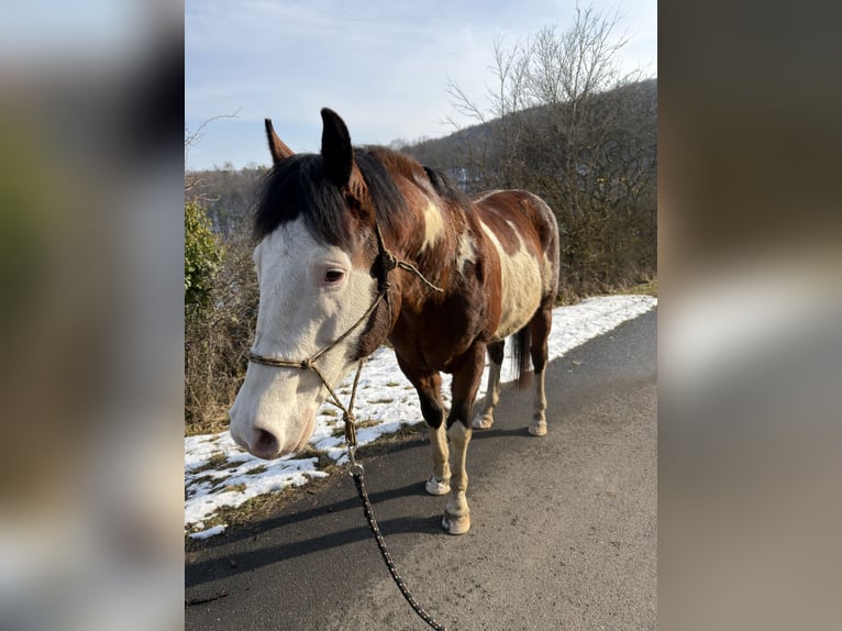 American Paint Horse Hengst 7 Jaar 150 cm Gevlekt-paard in Hammelburg