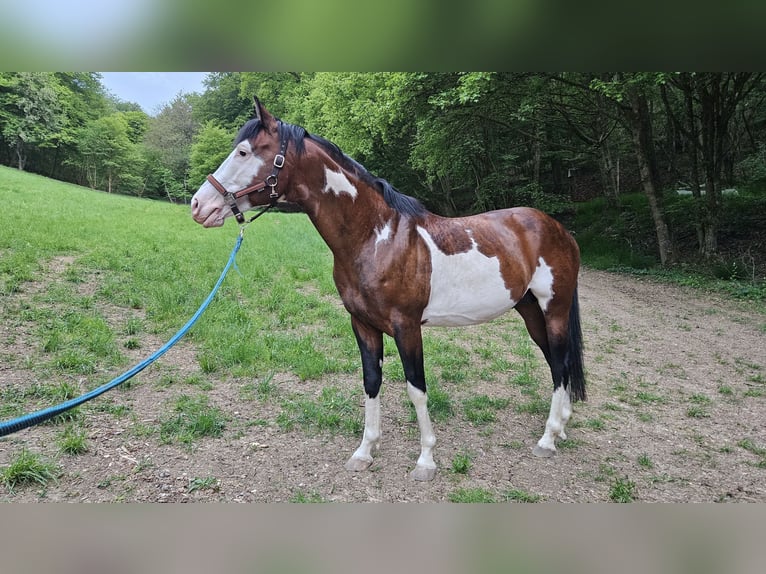 American Paint Horse Hengst 7 Jaar 150 cm Overo-alle-kleuren in Bad Kissingen