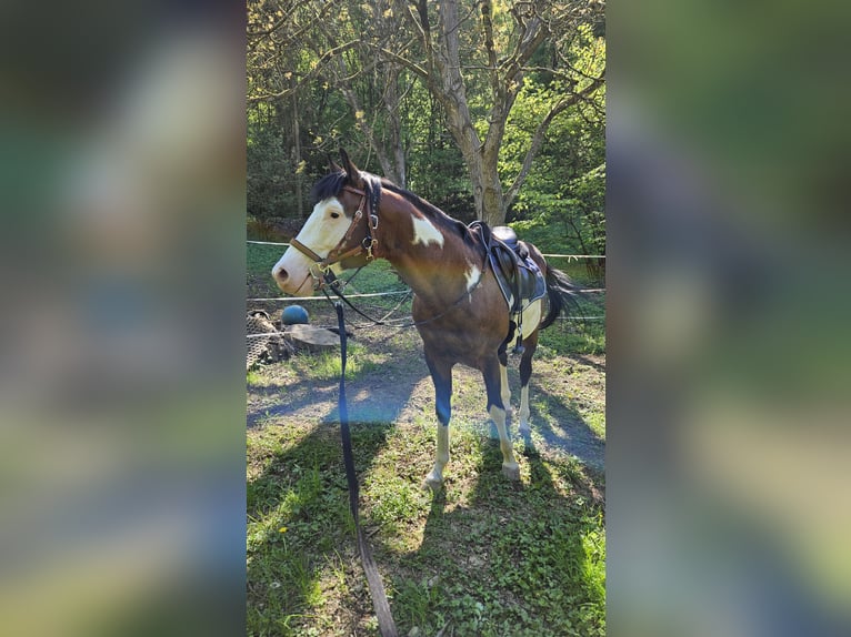 American Paint Horse Hengst 7 Jaar 150 cm Overo-alle-kleuren in Bad Kissingen