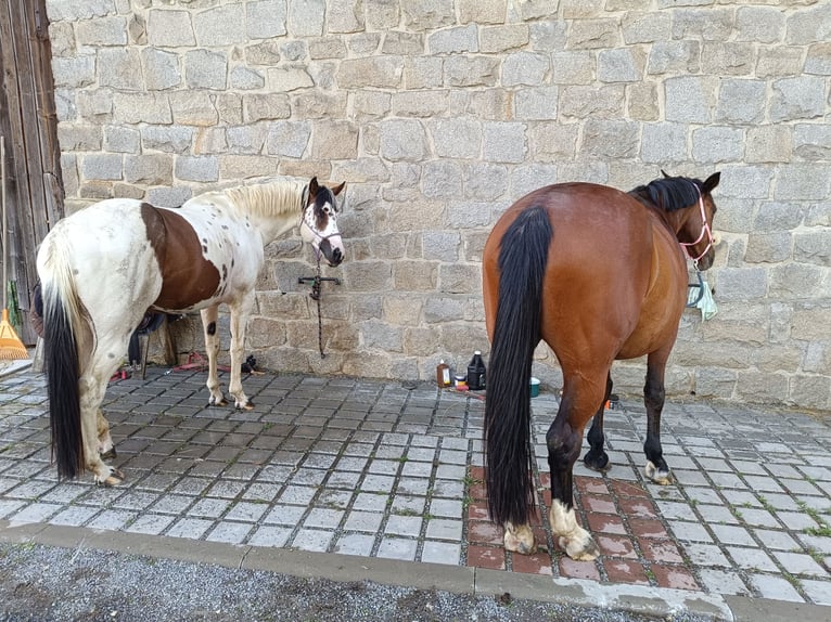 American Paint Horse Hengst 7 Jaar 162 cm Tovereo-alle-kleuren in Strmilov