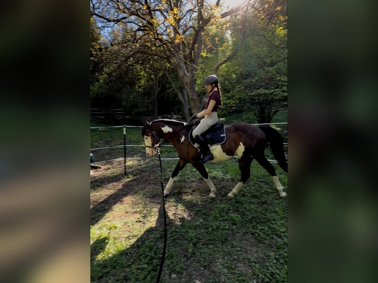 American Paint Horse Hengst 7 Jahre 150 cm Overo-alle-Farben in Bad Kissingen