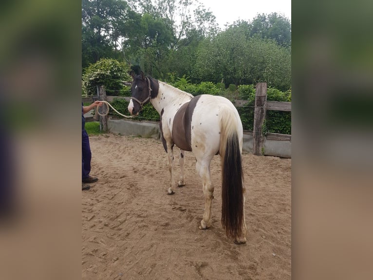 American Paint Horse Hengst 7 Jahre 155 cm Grullo in Abaltzisketa