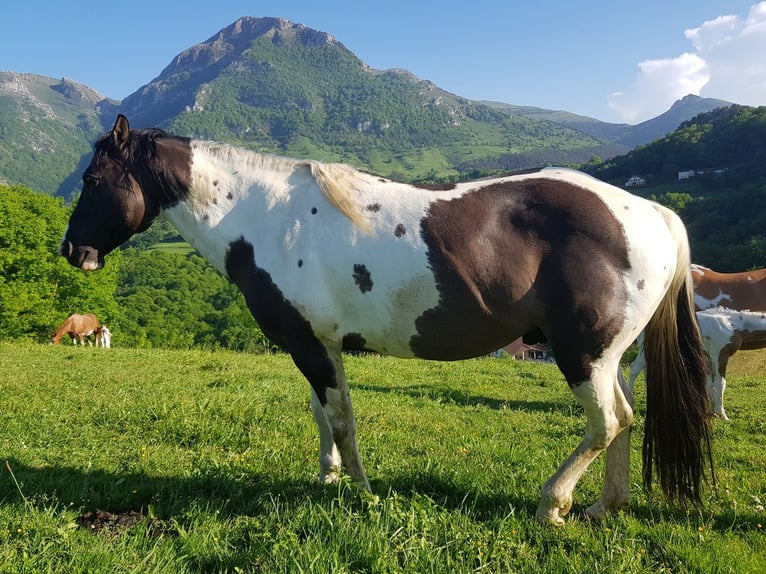 American Paint Horse Hengst 7 Jahre 155 cm Grullo in Abaltzisketa
