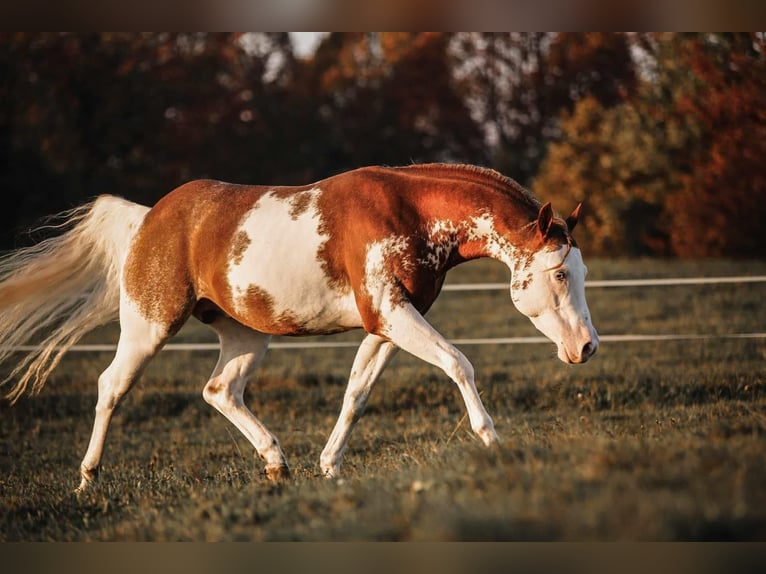 American Paint Horse Hengst 8 Jahre 145 cm Fuchs in Travelsjö