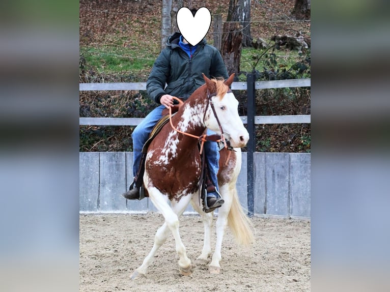 American Paint Horse Hengst 8 Jahre 145 cm Schecke in Tavelsjö