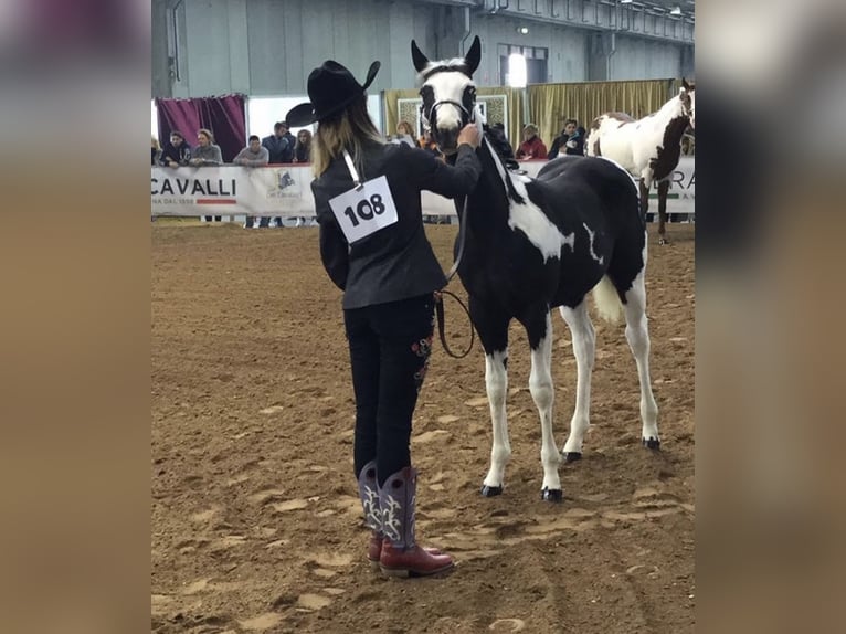 American Paint Horse Hengst 9 Jaar 148 cm Tobiano-alle-kleuren in Boccaleone