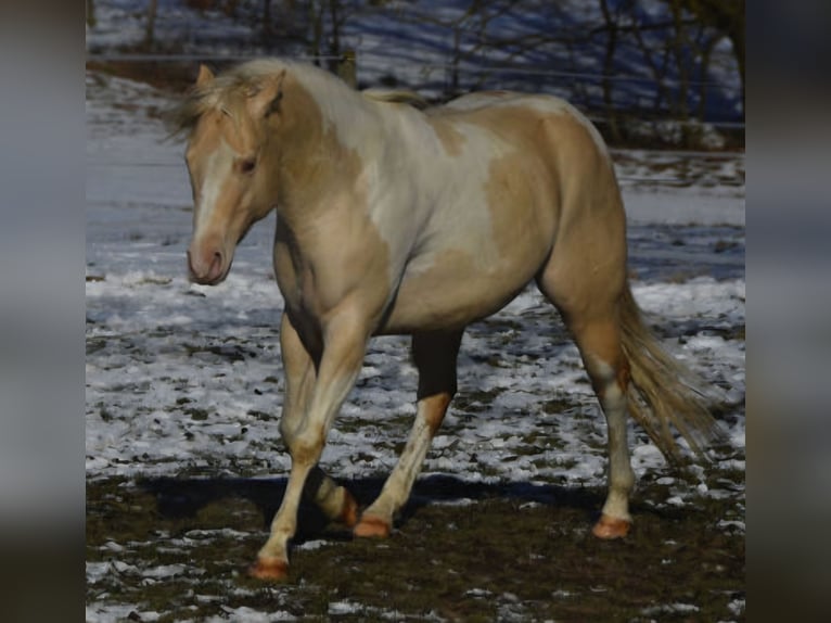 American Paint Horse Hengst 9 Jaar 149 cm Champagne in Obertaufkirchen