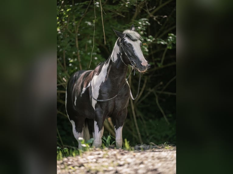 American Paint Horse Hengst 9 Jaar 153 cm Gevlekt-paard in Bergamo
