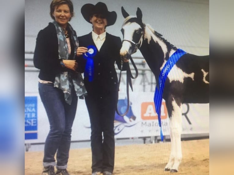 American Paint Horse Hengst 9 Jaar 153 cm Gevlekt-paard in Bergamo