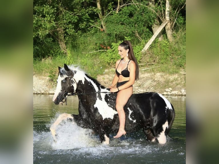 American Paint Horse Hengst 9 Jaar 153 cm Gevlekt-paard in Bergamo