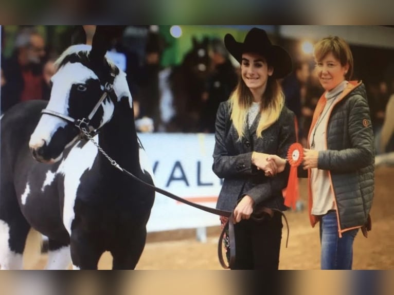 American Paint Horse Hengst 9 Jaar 153 cm Gevlekt-paard in Bergamo