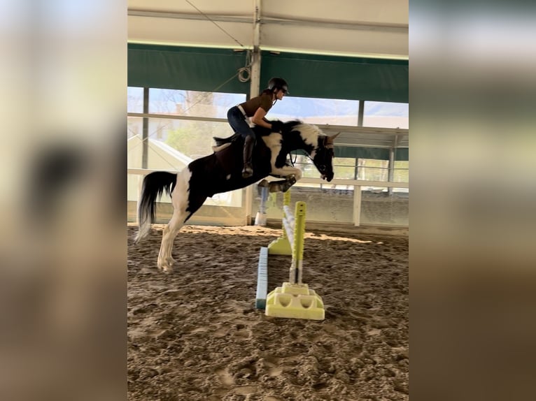 American Paint Horse Hengst 9 Jaar 153 cm Gevlekt-paard in Bergamo