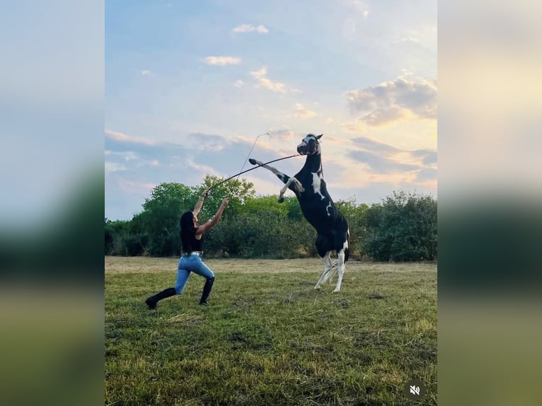 American Paint Horse Hengst 9 Jaar 153 cm Gevlekt-paard in Bergamo