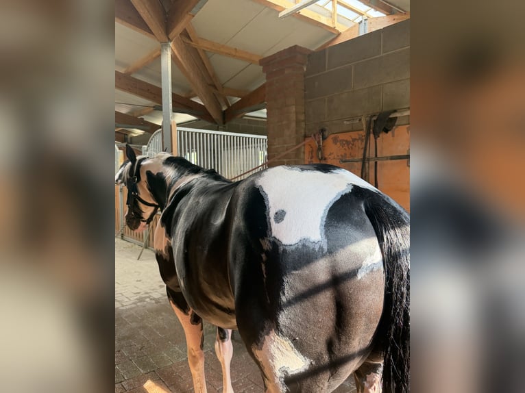 American Paint Horse Hengst 9 Jaar 153 cm Gevlekt-paard in Bergamo
