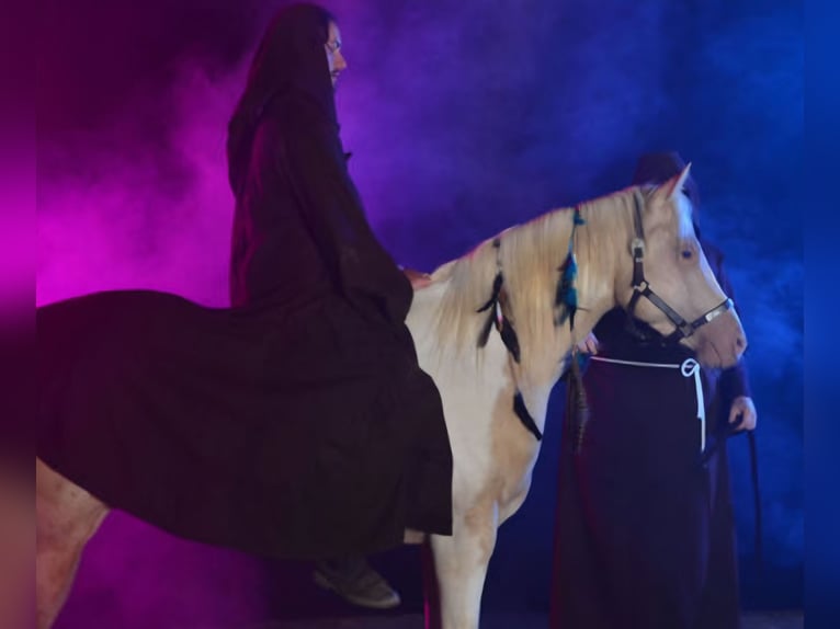 American Paint Horse Hengst 9 Jahre 149 cm Champagne in Obertaufkirchen