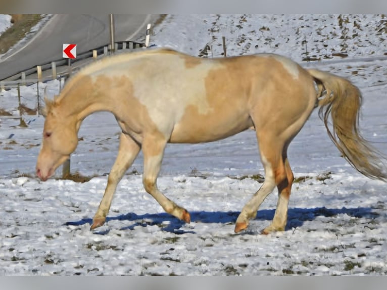 American Paint Horse Hengst 9 Jahre 149 cm Champagne in Obertaufkirchen