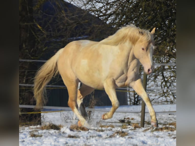 American Paint Horse Hengst 9 Jahre 149 cm Champagne in Obertaufkirchen