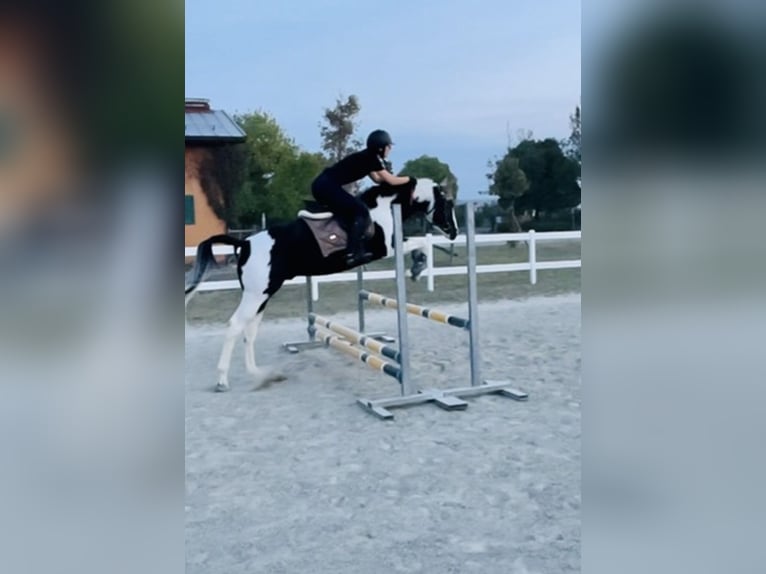 American Paint Horse Hengst 9 Jahre 153 cm Schecke in Bergamo
