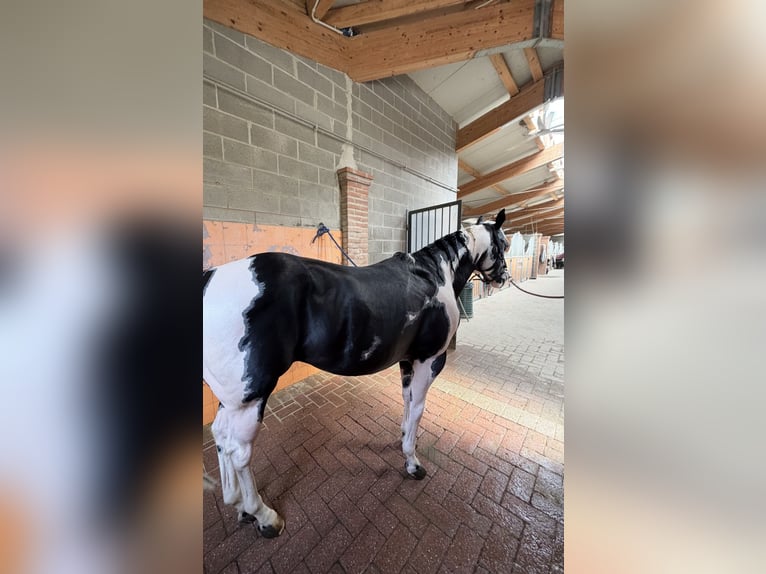 American Paint Horse Hengst 9 Jahre 153 cm Schecke in Bergamo
