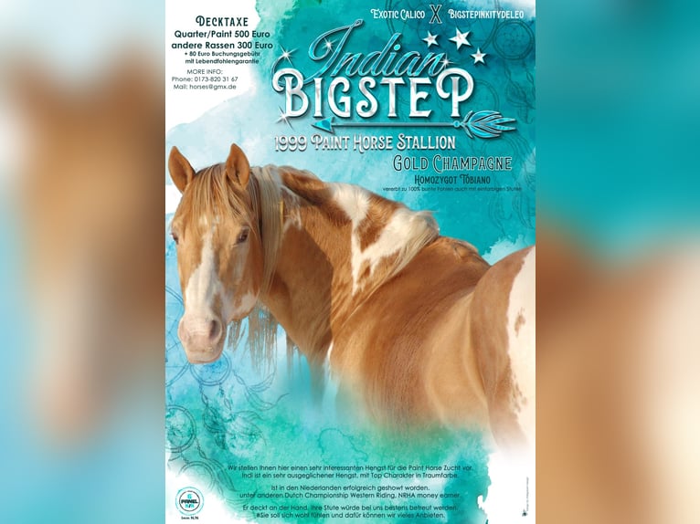 American Paint Horse Hengst Champagne in Ascheberg