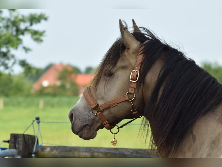 American Paint Horse Hengst Champagne in Ascheberg