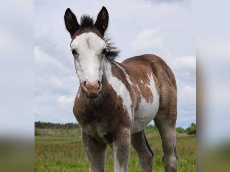 American Paint Horse Hengst Fohlen (04/2025) 150 cm Overo-alle-Farben in Neustadt Dosse
