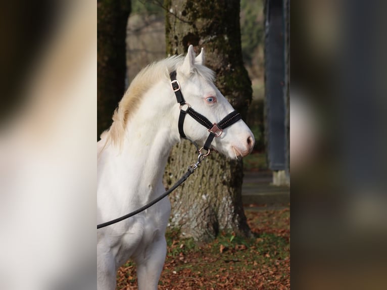 American Paint Horse Hengst Fohlen (05/2025) 150 cm Overo-alle-Farben in Hellenthal