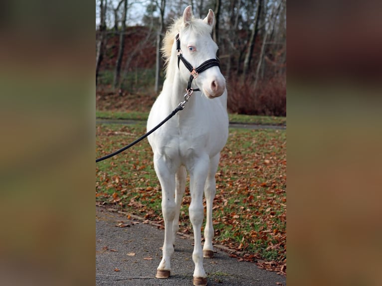 American Paint Horse Hengst Fohlen (05/2025) 150 cm Overo-alle-Farben in Hellenthal