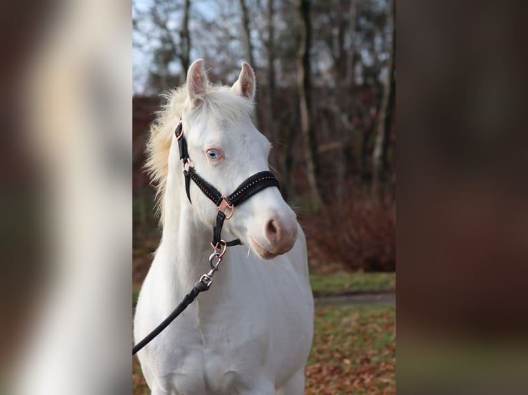 American Paint Horse Hengst Fohlen (05/2025) 150 cm Overo-alle-Farben in Hellenthal