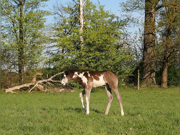 American Paint Horse Hengst Fohlen (04/2025) 150 cm Overo-alle-Farben in Neustadt Dosse