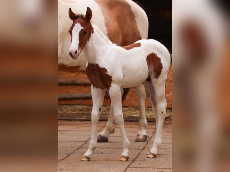 American Paint Horse Hengst Fohlen (05/2026) 150 cm Tobiano-alle-Farben in Ludwigsburg