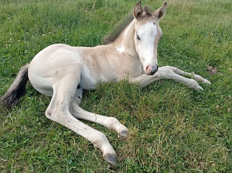 American Paint Horse Hengst Fohlen (05/2026) 152 cm Buckskin in Petit-Réderching
