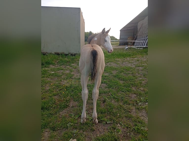 American Paint Horse Hengst Fohlen (05/2026) 152 cm Buckskin in Petit-Réderching