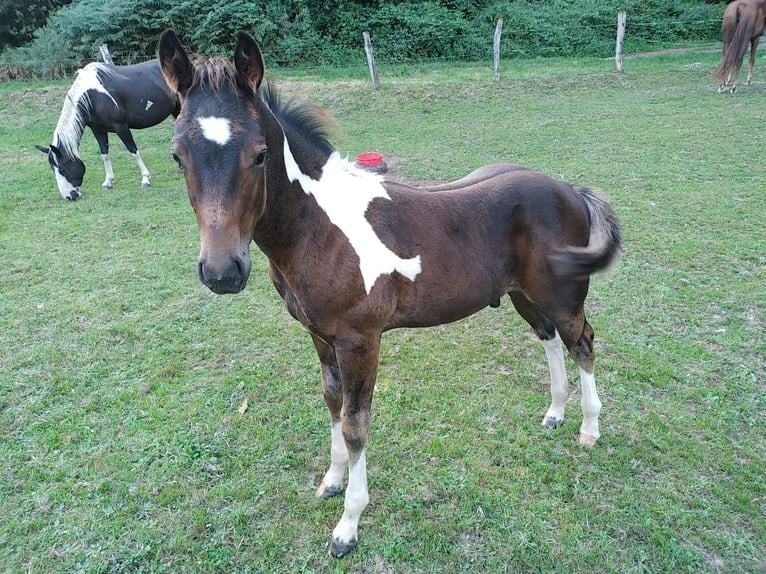 American Paint Horse Hengst Fohlen (06/2025) 152 cm Schecke in Kehl