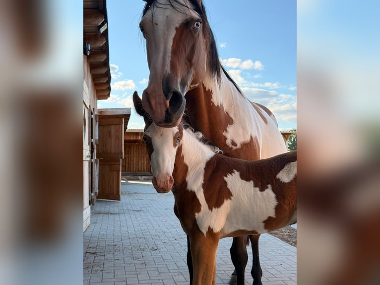 American Paint Horse Hengst Fohlen (07/2026) 152 cm Schecke in Schönberg