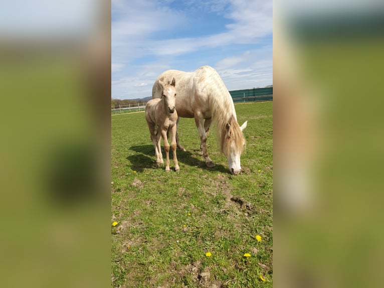 American Paint Horse Hengst Fohlen (04/2026) 153 cm Buckskin in Rödinghausen