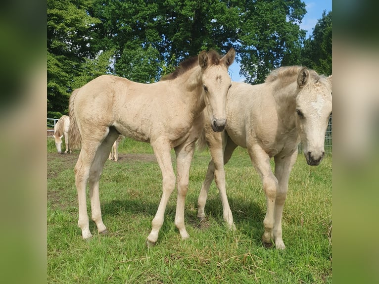 American Paint Horse Hengst Fohlen (04/2026) 153 cm Buckskin in Rödinghausen