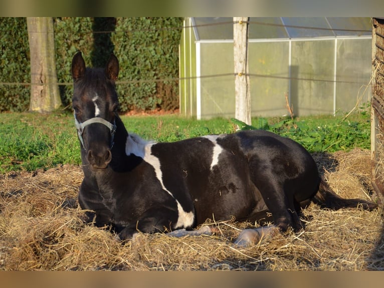 American Paint Horse Hengst Fohlen (06/2026) 153 cm Tobiano-alle-Farben in Nordhorn
