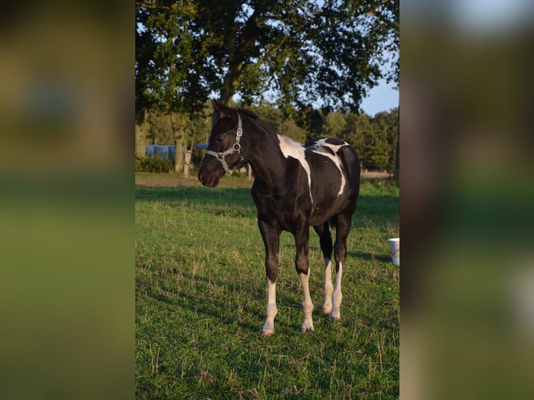 American Paint Horse Hengst Fohlen (06/2026) 153 cm Tobiano-alle-Farben in Nordhorn