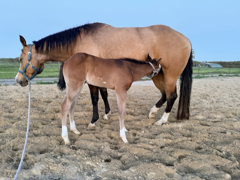 American Paint Horse Hengst Fohlen (03/2026) 153 cm  in Mönchhagen