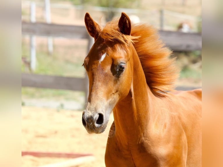 American Paint Horse Hengst Fohlen (04/2026) 154 cm Fuchs in Matzenbach