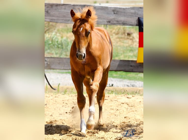 American Paint Horse Hengst Fohlen (04/2026) 154 cm Fuchs in Matzenbach