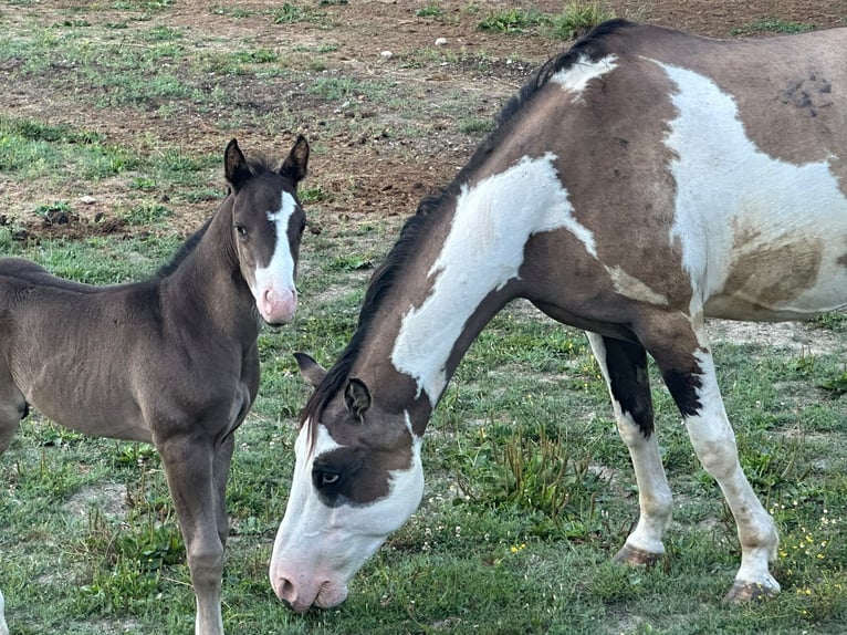 American Paint Horse Hengst Fohlen (06/2026) 154 cm Rappe in Cansano