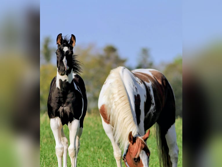 American Paint Horse Hengst Fohlen (05/2026) 155 cm Schecke in Waldshut-Tiengen