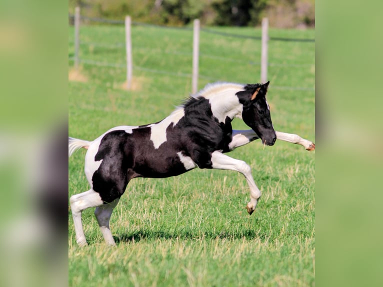 American Paint Horse Hengst Fohlen (05/2026) 155 cm Schecke in Waldshut-Tiengen